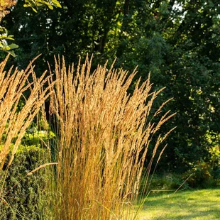 Smlz ostrokvetý Overdam, v kvetináči Calamagrostis acut. Overdam