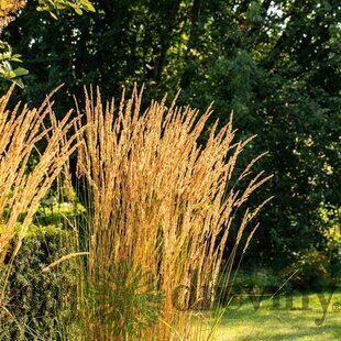 Smlz ostrokvetý Overdam, v kvetináči Calamagrostis acut. Overdam