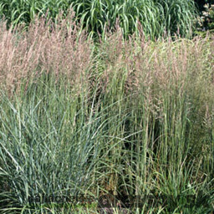 Smlz ostrokvetý (trstina ostrokvetá) Overdam, výška 30/+ cm, v črepníku 2l Calamagrostis acutiflora x Overdam