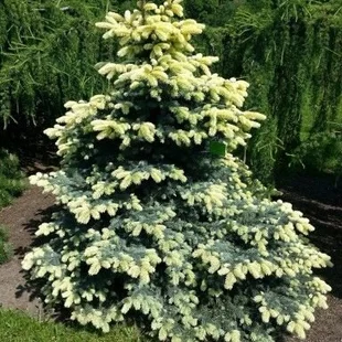 Smrek Bialobok, výška 140/160 cm, v črepníku Picea pungens Bialobok