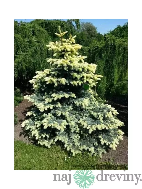 Smrek Bialobok, výška 140/160 cm, v črepníku Picea pungens Bialobok