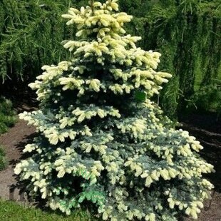 Smrek Bialobok, výška 140/160 cm, v črepníku Picea pungens Bialobok