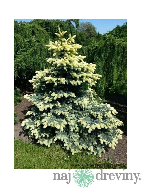 Smrek Bialobok, výška 140/160 cm, v črepníku Picea pungens Bialobok