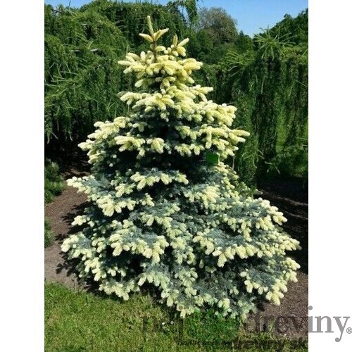 Smrek Bialobok, výška 140/160 cm, v črepníku Picea pungens Bialobok