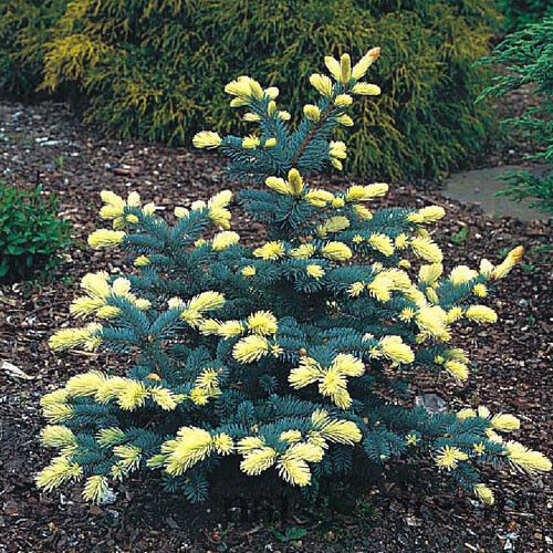 Smrek Bialobok, výška 30/40 cm, v črepníku 5l Picea pungens Bialobok