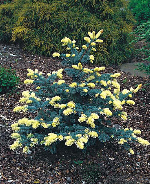 Smrek Bialobok, výška 30/40 cm, v črepníku 5l Picea pungens Bialobok