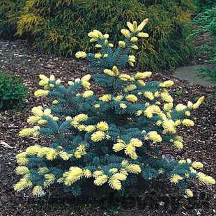 Smrek Bialobok, výška 30/40 cm, v črepníku 5l Picea pungens Bialobok