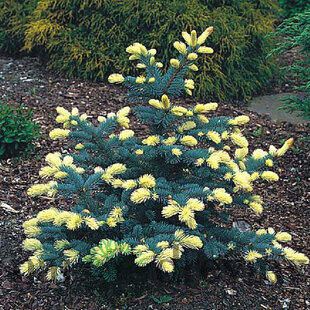 Smrek Bialobok, výška 30/40 cm, v črepníku 5l Picea pungens Bialobok