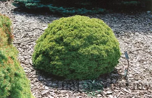Smrek biely Alberta Globe, v črepníku 15/20 cm Picea Glauca Alberta Globe