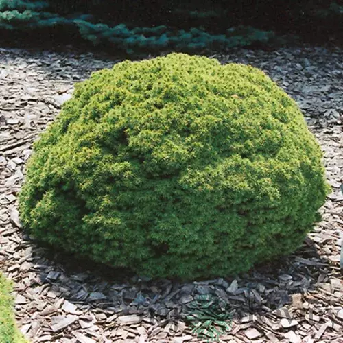 Smrek biely Alberta Globe, v črepníku 15/20 cm Picea Glauca Alberta Globe