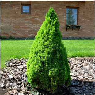 Smrek biely Conica 25/35 cm, v črepníku Picea glauca conica