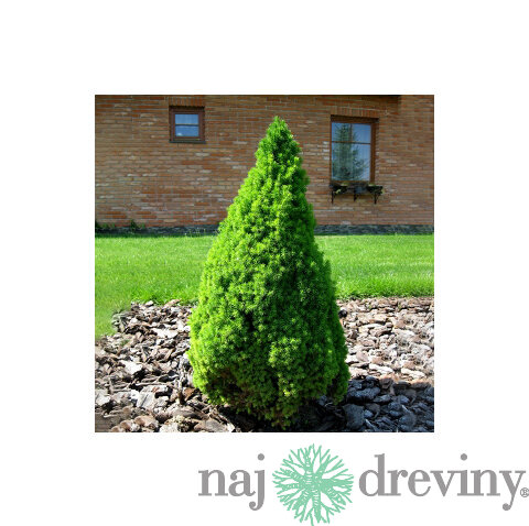Smrek biely Conica 25/35 cm, v črepníku Picea glauca conica