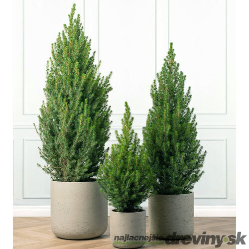 Smrek biely Conica 40/50 cm, v črepníku 3,5l Picea glauca conica