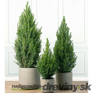 Smrek biely Conica 40/50 cm, v črepníku 3,5l Picea glauca conica
