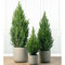 Smrek biely Conica 40/50 cm, v črepníku 3,5l Picea glauca conica
