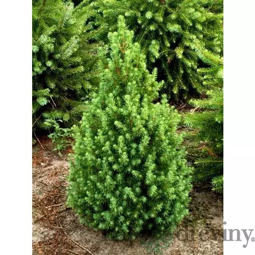 Smrek biely Conica, výška 90/110 cm, v črepníku 5ll Picea Conica