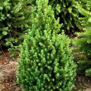 Smrek biely Conica, výška 90/110 cm, v črepníku 5ll Picea Conica