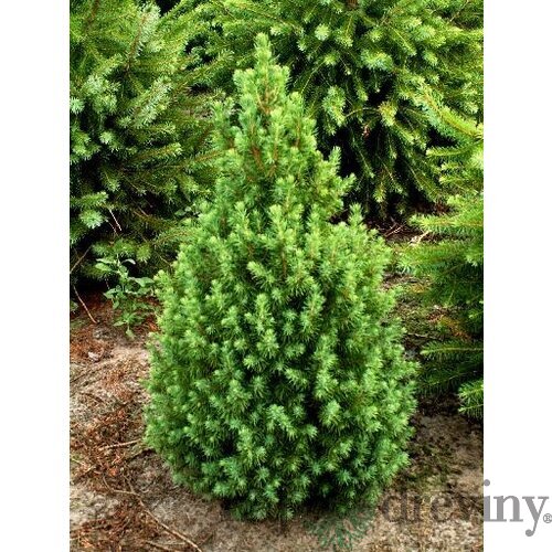 Smrek biely Conica, výška 90/110 cm, v črepníku 5ll Picea Conica