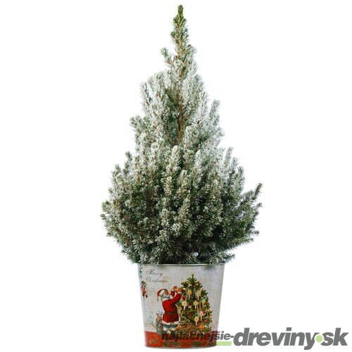 Smrek biely Conica (zasnežený), výška 40/50 cm, v črepníku Picea glauca Conica