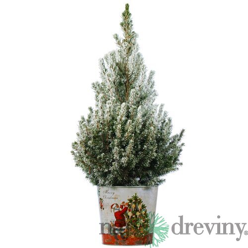 Smrek biely Conica (zasnežený), výška 40/50 cm, v črepníku Picea glauca Conica