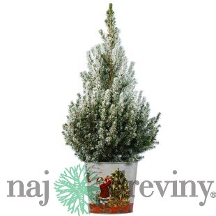 Smrek biely Conica (zasnežený), výška 40/50 cm, v črepníku Picea glauca Conica