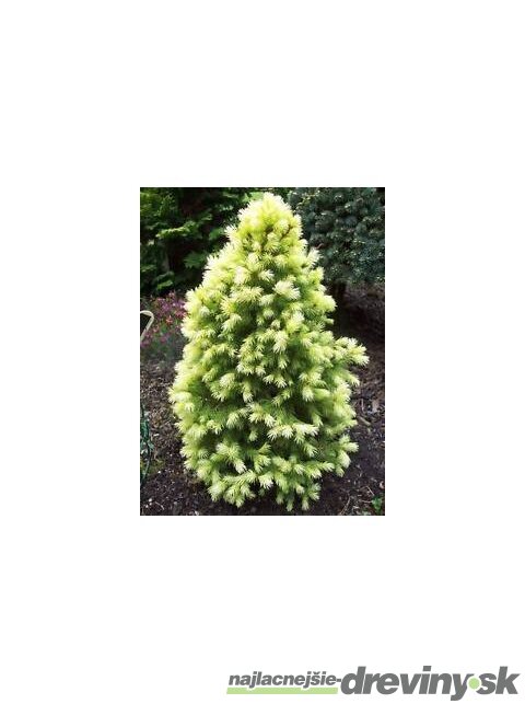 Smrek biely Daisys White, výška 20/40 cm, v črepníku Picea glauca Daisys White