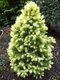Smrek biely Daisys White, výška 20/40 cm, v črepníku Picea glauca Daisys White