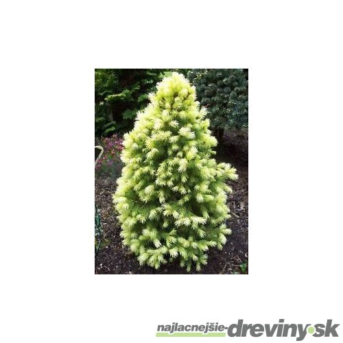 Smrek biely Daisys White, výška 20/40 cm, v črepníku Picea glauca Daisys White