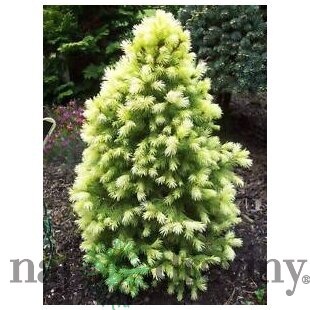 Smrek biely Daisys White, výška 20/40 cm, v črepníku Picea glauca Daisys White