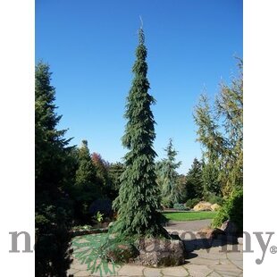 Smrek biely Pendula, 20/30 cm, v črepníku 3l Picea glauca Pendula