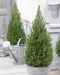 Smrek biely Perfecta, výška 120/140 cm, v črepníku Picea glauca Perfecta