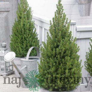 Smrek biely Perfecta, výška 120/140 cm, v črepníku Picea glauca Perfecta
