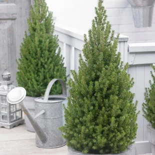 Smrek biely Perfecta, výška 120/140 cm, v črepníku Picea glauca Perfecta