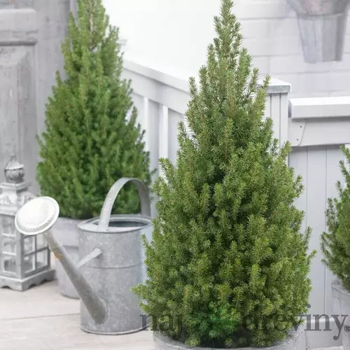 Smrek biely Perfecta, výška 120/140 cm, v črepníku Picea glauca Perfecta