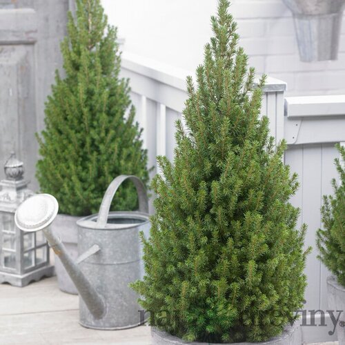 Smrek biely Perfecta, výška 120/140 cm, v črepníku Picea glauca Perfecta