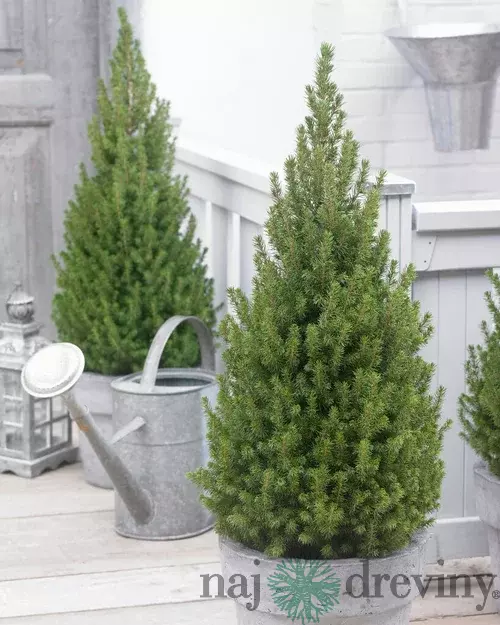 Smrek biely Perfecta, výška 120/140 cm, v črepníku Picea glauca Perfecta