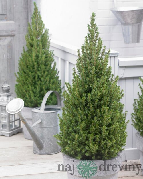 Smrek biely Perfecta, výška 120/140 cm, v dekoratívnom črepníku Picea glauca Perfecta