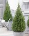 Smrek biely Perfecta, výška 120/140 cm, v dekoratívnom črepníku Picea glauca Perfecta