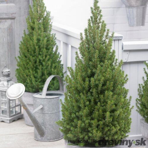 Smrek biely Perfecta, výška 120/140 cm, v dekoratívnom črepníku Picea glauca Perfecta