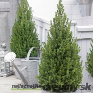 Smrek biely Perfecta, výška 120/140 cm, v dekoratívnom črepníku Picea glauca Perfecta