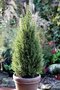 Smrek biely Perfecta, výška 70/90 cm, v dekoratívnom črepníku Picea glauca Perfecta