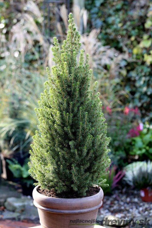 Smrek biely Perfecta, výška 70/90 cm, v dekoratívnom črepníku Picea glauca Perfecta