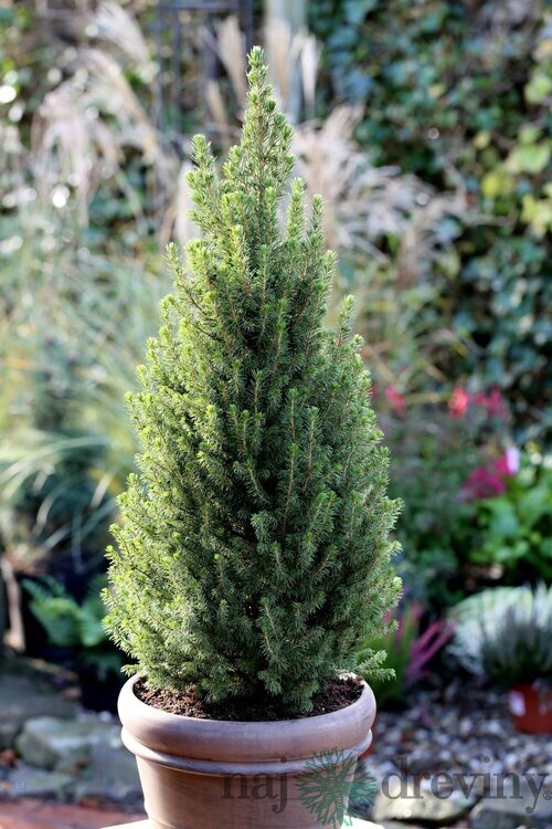 Smrek biely Perfecta, výška 70/90 cm, v dekoratívnom črepníku Picea glauca Perfecta
