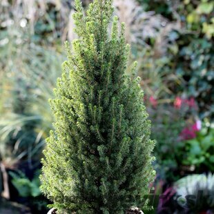 Smrek biely Perfecta, výška 70/90 cm, vo vianočnom črepníku Picea glauca Perfecta