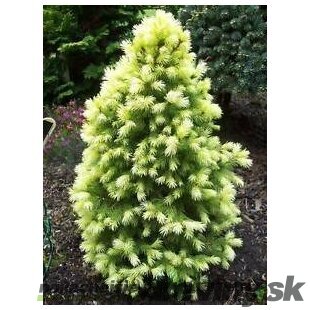 Smrek biely Rainbow End 30/40  cm, v črepníku 3l  Picea glauca Rainbows End