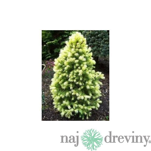 Smrek biely Rainbow End 30/40  cm, v črepníku 3l  Picea glauca Rainbows End