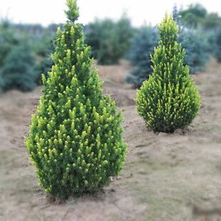 Smrek biely Rainbow End 30/40  cm, v črepníku 3l  Picea glauca Rainbows End