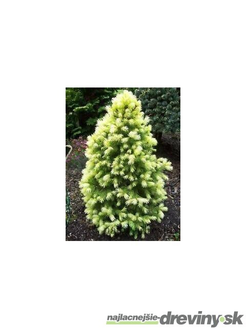 Smrek biely Rainbow End 30/40  cm, v črepníku 3l  Picea glauca Rainbows End