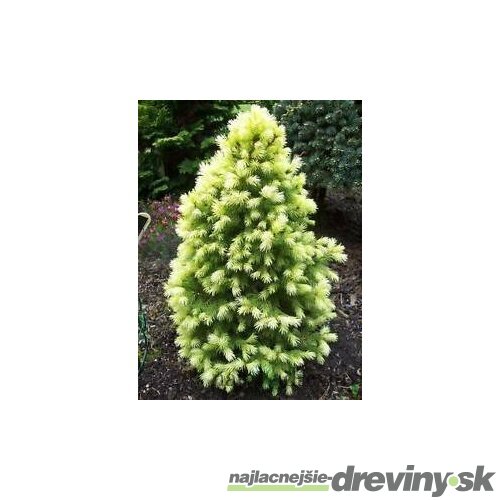 Smrek biely Rainbow End 30/40  cm, v črepníku 3l  Picea glauca Rainbows End