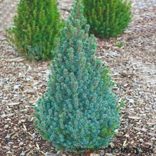 Smrek biely Sanders Blue, výška 20/30 cm, v črepníku 2l Picea abies